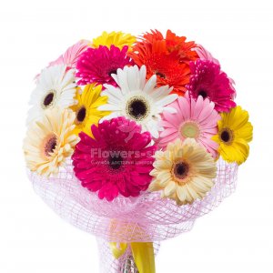 15 Gerberas